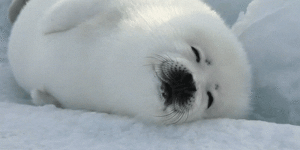 a seal on the ice, waving and showing absolute happiness