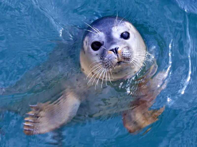 A seal looking at the camera, floating in the water.