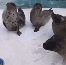 SEAL CULT! spooky...